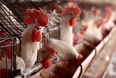 US confirms first bird flu case without animal contact