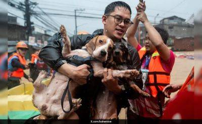 Typhoon Gaemi Leaves Behind Heartbreaking Images Of Pets Left To Perish - ndtv.com - Philippines