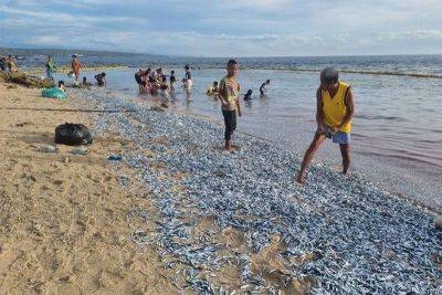 Beach known for sardine run among Southeast Asia’s best